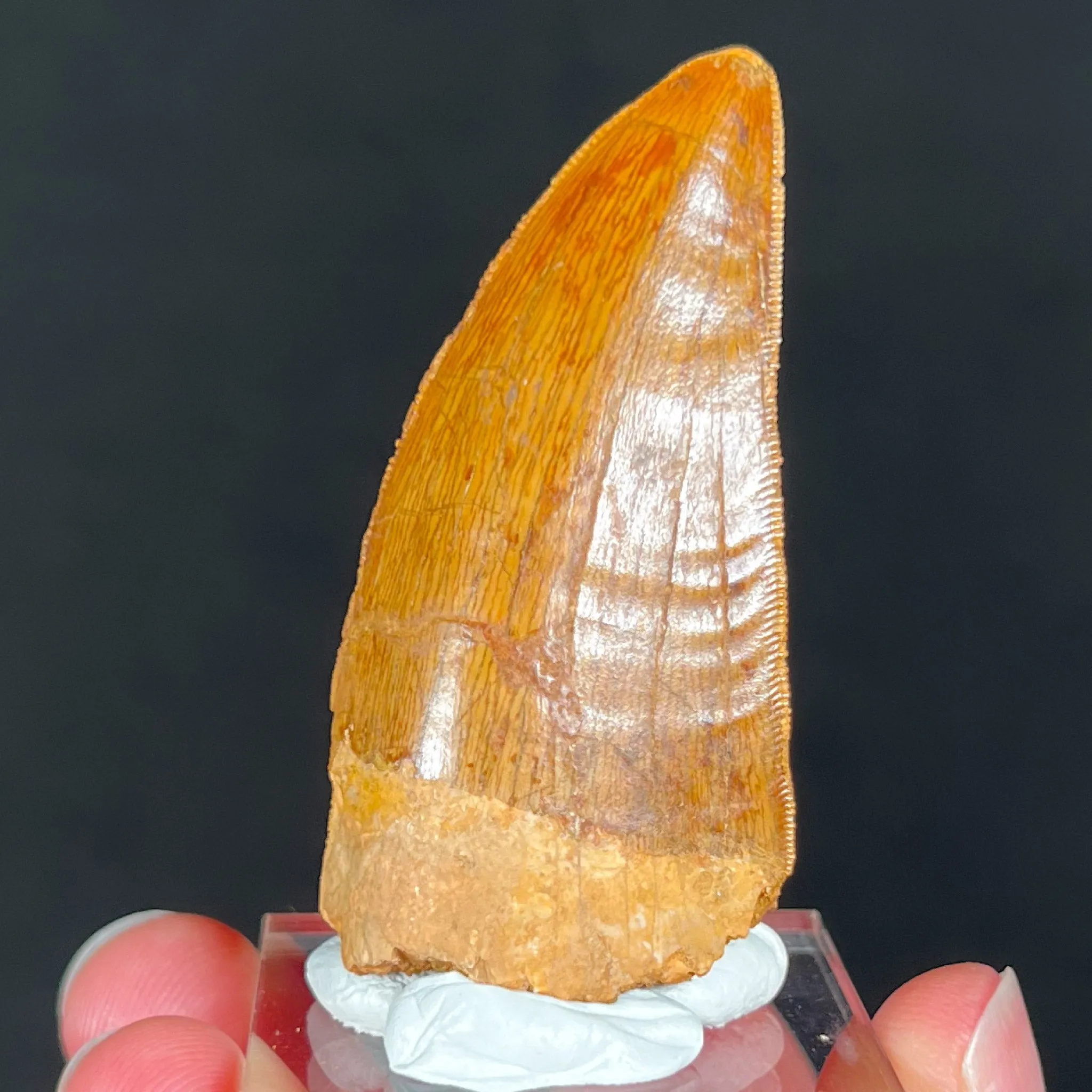 Large Carcharodontosaurus Dinosaur Tooth