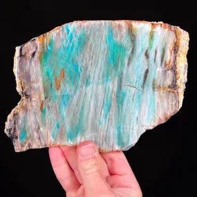 Rare Petrified Chrysocolla Wood